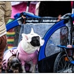 Dogs in stroller wearing colorful sweaters.