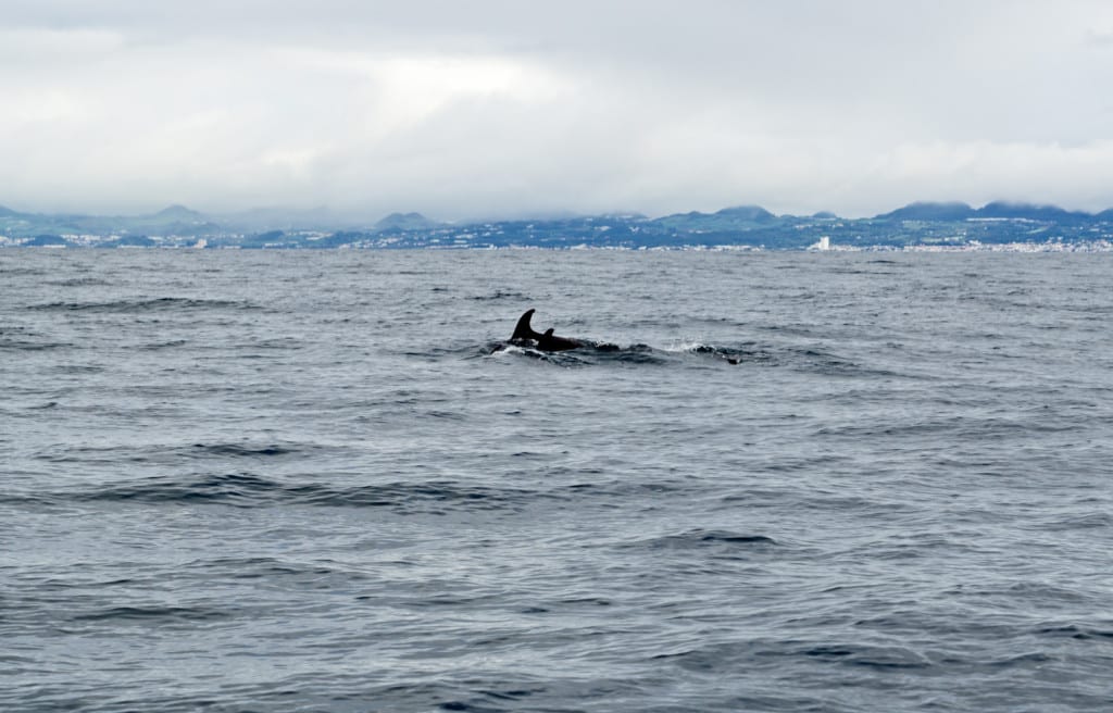 Sony A6000 Azores