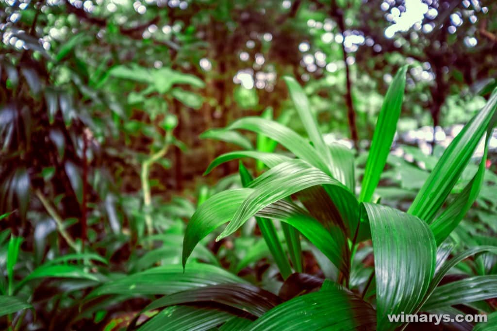 Fuji X100s in Dominica