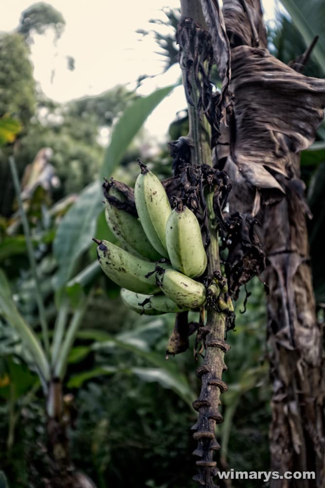 Fuji X100s in Dominica