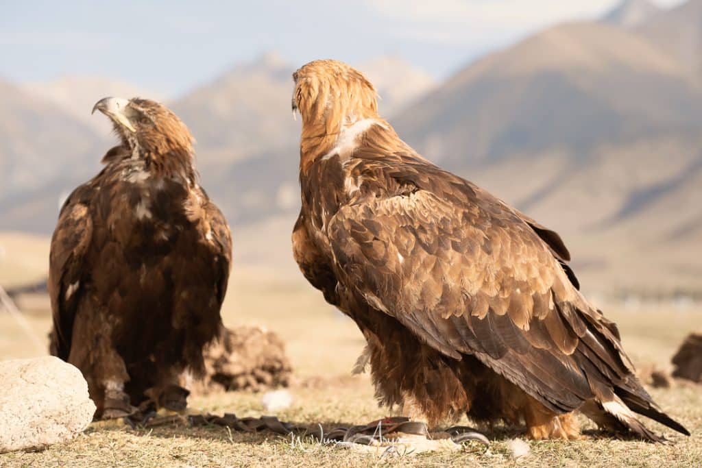 Kasachstan Eagles