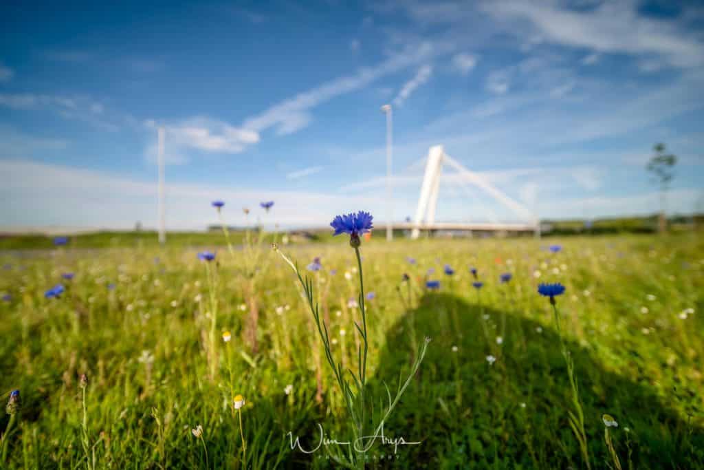 Laowa 12mm Sony E-mount flower close-up