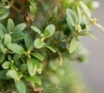 Sony 35mm f/1.4 G on Sony A99 ii review