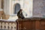Minolta AF 300mm F4 HS APO G A-mount on Sony A99ii review