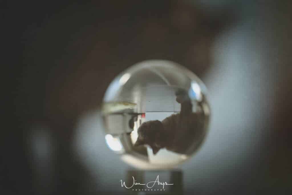 lensball interiors