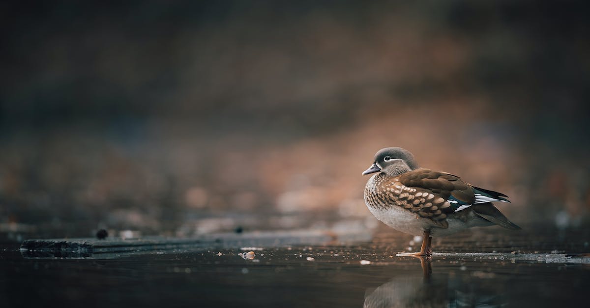 The Ultimate Guide for Beginner Bird Photographers – Finding the Best Camera for the Job