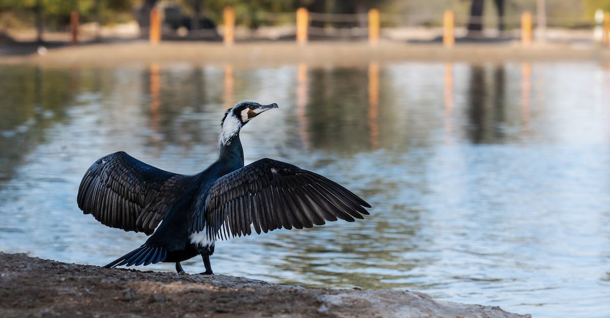 Exploring the Best Camera Options for UK-Based Wildlife Photography