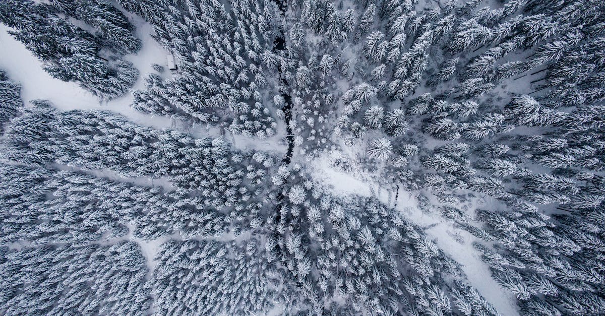 Pros and Cons of the Top Cameras for Nature Photography According to Reddit